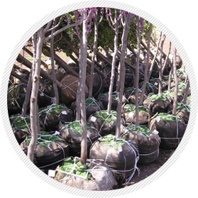 Treebags ready to be transported